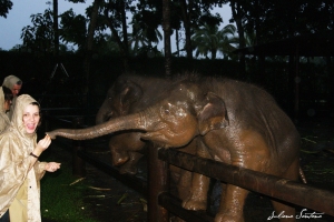 Elefante bebê comendo maçã.