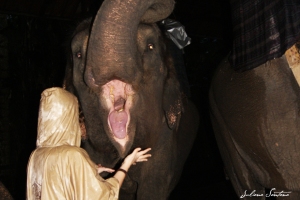 Elefante descarado que queria comida na boca MESMO. Diretamente. Eu tinha que colocar a mão lá dentro!