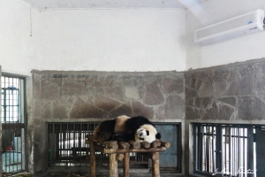 Panda no ar condicionado. Que calor!