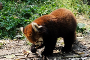 Red Panda Firefox.